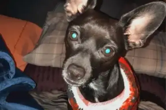 Lost Chihuahua 'Tiny' in Paradise Groves - photo