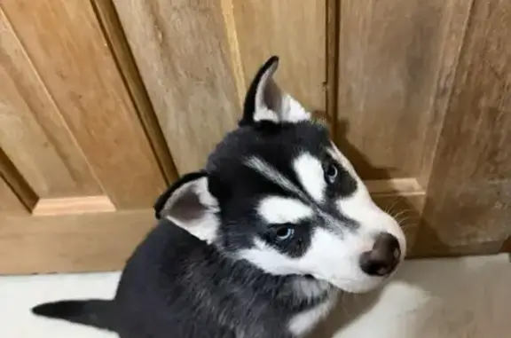 Perro Perdido: Negro y Blanco, Ojos Azules - photo