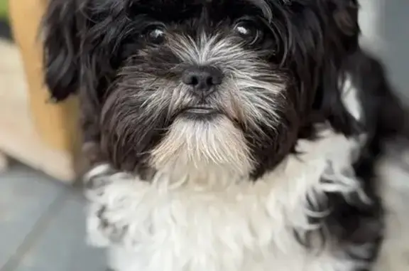 Lost Black & White Dog, West 2nd Ave - photo