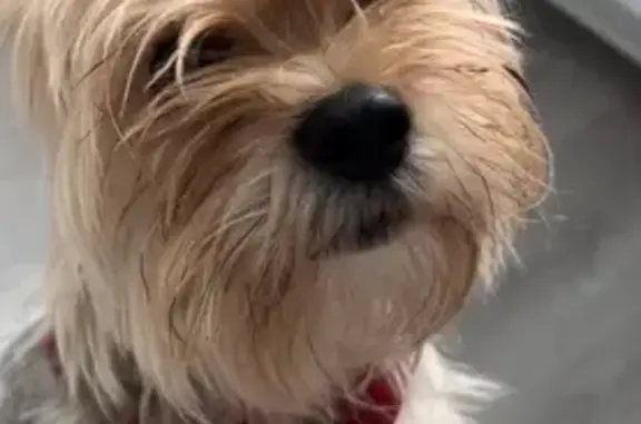 Lost Dog: Grey Collar on Harbour North - photo