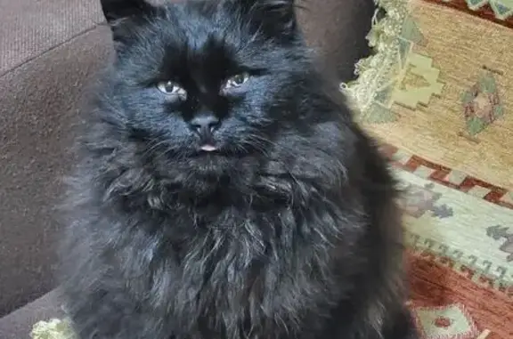 Зникла чорна кішка в Чернівцях! Допоможіть!