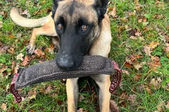 Malinois blessé disparu avec beauceron noir - photo