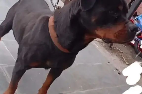 Chien perdu Valenciennes, photo : Rottweiler volée à Valenciennes : Aidez-nous !