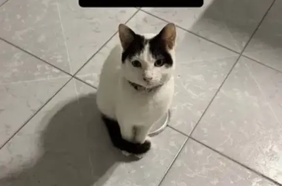 Buscamos a Maxi: Gato Blanco con Collar Verde