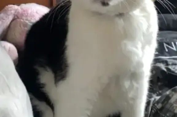 Animaux perdus Saint-Dizier, photo: Moustache perdu : chat noir et blanc, St-Dizier