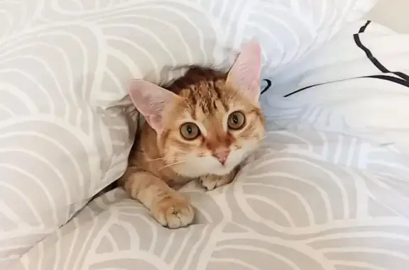 Chatte disparue à Saint-Alban-sur-Limagnole - photo