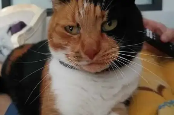Chat perdu, Saint-Cast-le-Guildo, photo: Chatte Écailles de Tortue Perdue à Saint-Cast