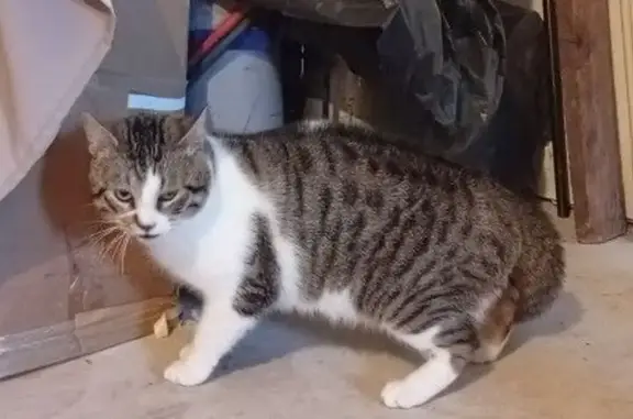 Animaux perdus Charnay-lès-Mâcon, photo: Chat gris tigré disparu, très peureux