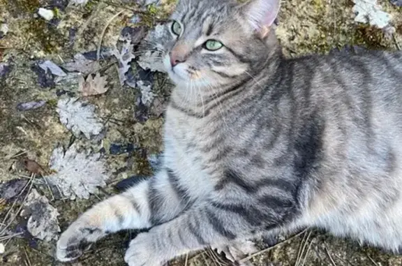 Chat perdu, yeux verts, gris, campagne - photo