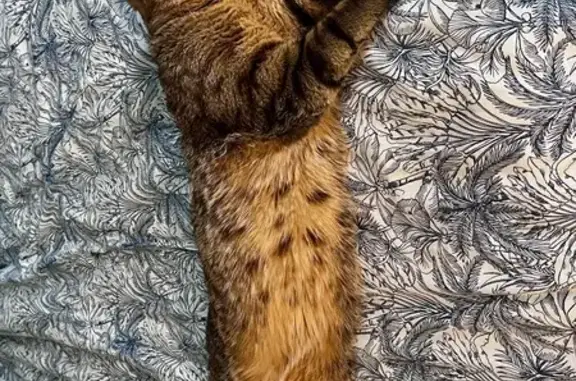 Chat perdu, Avenue Pauline, Créteil - photo