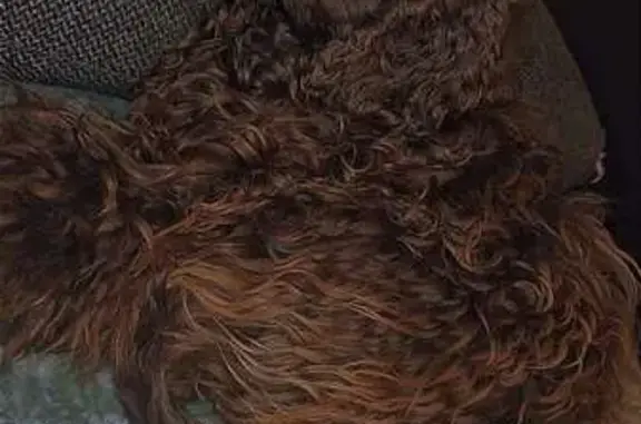 Chien perdu , photo : Awen, cocker disparu à Vallons-de-l'Erdre