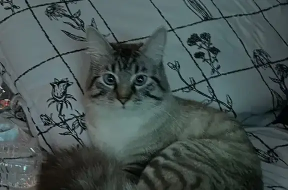 Lost Cat: Grey & White, Blue Eyes, N. Vegas