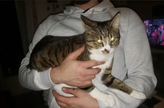 Chat perdu : FYNN, 1 an, gris-blanc, Villabé - photo