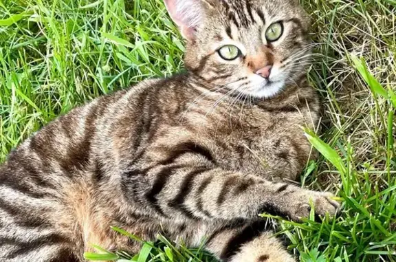 Chat tigré perdu à Olemps - photo