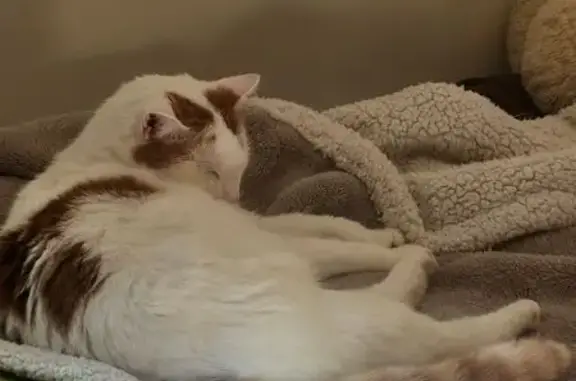 Chat perdu : mâle blanc tacheté, queue rousse - photo