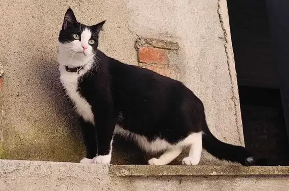 Chat perdu, Toulouse, photo: Chat noir et blanc perdu à Toulouse