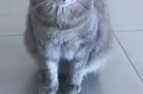 Chat gris tigré perdu à Merlevenez - photo