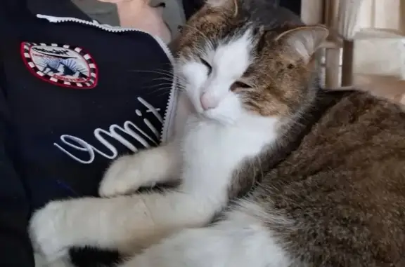 Chat perdu : Nova, gris/marron, Rennes - photo