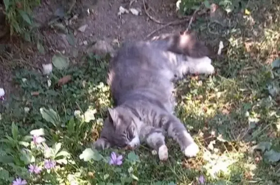 Chat perdu : Pompom, gris et blanc, 33210 - photo