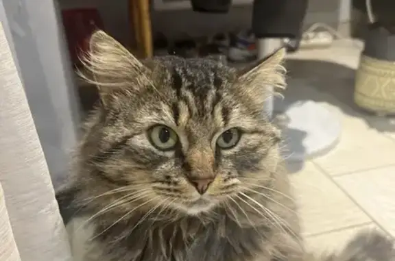 Chat blessé disparu à Challans - photo