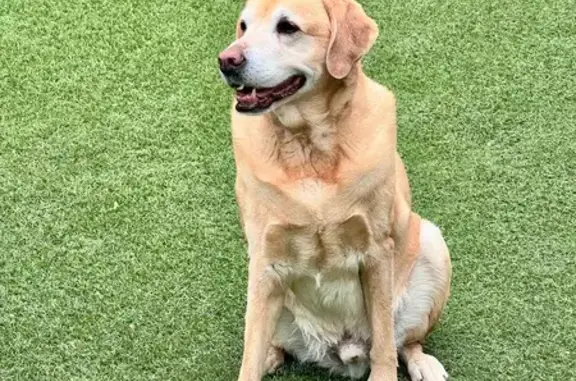 Animaux trouvés Montaren-et-Saint-Médiers, photo: Vieux labrador sable trouvé à Montaren