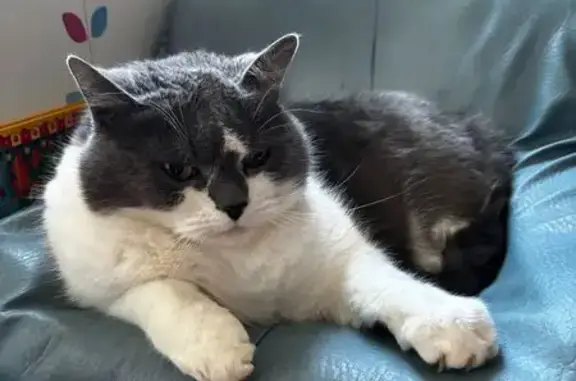 Animaux perdus , photo: Chat gris-blanc disparu, Plouvara