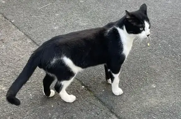 Animaux trouvés Niort, photo: Chat trouvé miaulant Rue des Fossés, Niort