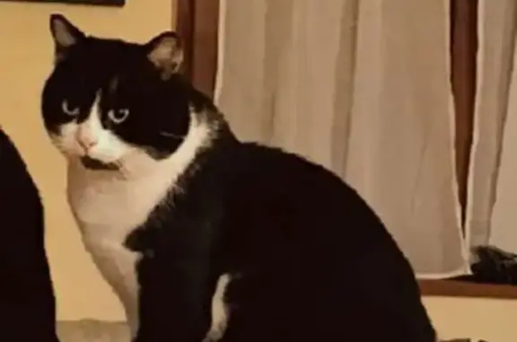 Chat noir et blanc perdu, Grand Est - photo
