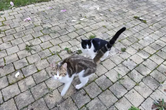 Animaux trouvés Mantes-la-Ville, photo: Chat noir et blanc trouvé à Mantes-la-Ville