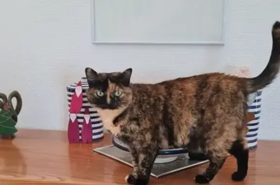 Animaux perdus Rosporden, photo: Chat écaille perdu à Rosporden