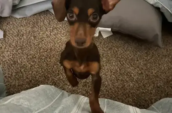 Lost Собака, Lindsey Brook Tr, Milledgeville - brown and tan dachshund with a sticking up ear - photo