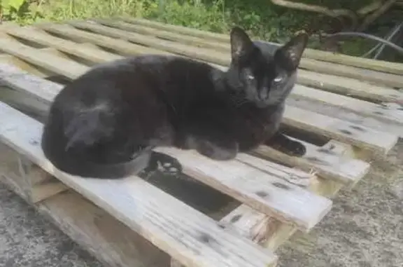 Animaux perdus La Turballe, photo: Chat noir disparu à La Turballe