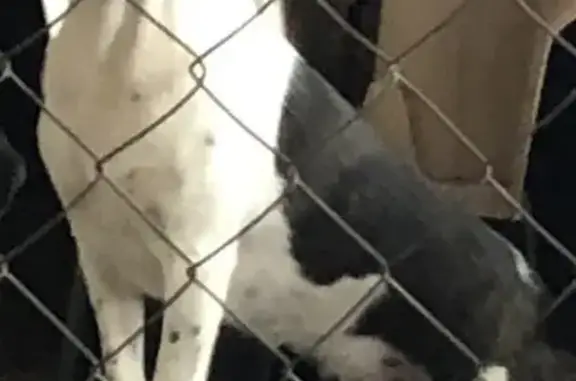 Lost Собака Female, Arkansas 300, Roland, Alexander - Beagle mix, white and brindle spotted - photo