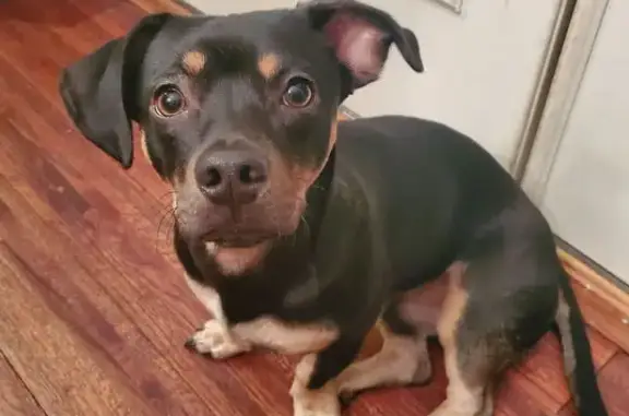 Lost Собака, Remington Drive, 4855, Flowery Branch, Atlanta - black with brown spots - photo