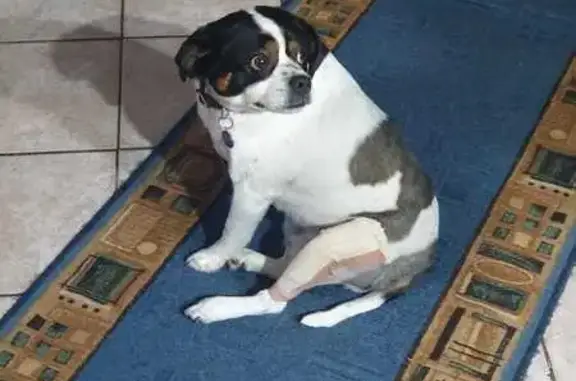 Missing dog Polokwane, photo: Lost Foxterrier: Gizmo in Polokwane