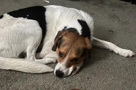 Found dog Baltimore, photo: Found Собака, Male, Baltimore, Maryland - Tricolors, brown and white face