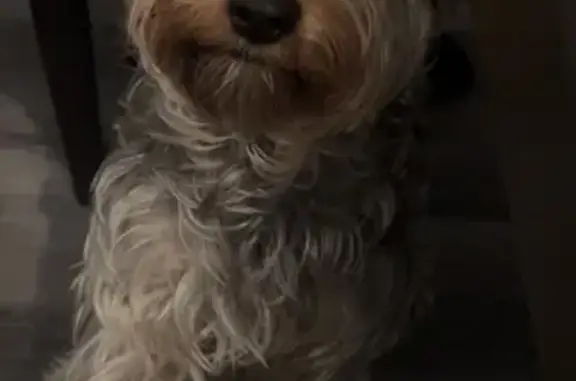 Missing dog Male, Tulsa (usl531732) - photo