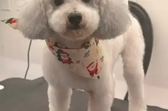 Lost male dog, Fire Tower Lane, 9722, Knoxville - white miniature poodle with grey patches - photo