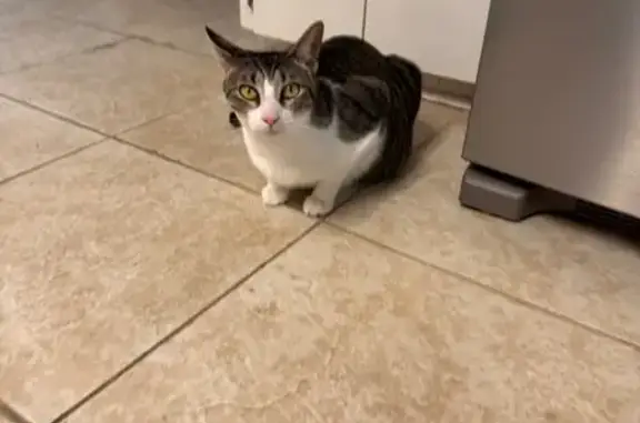 Lost Кошка, Walnut Road, 4580, Temple - white spot on back - photo