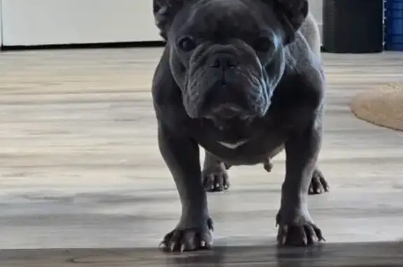 Found dog Waipahu, photo: Found Female Собака, Kumukula Street, 94-816, Waipahu - grey frenchie