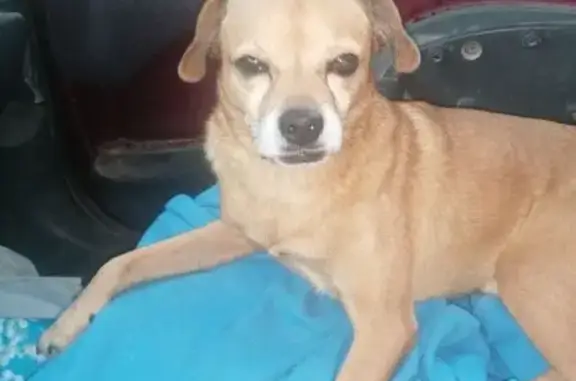 Perro Perdido en Domeño: Muy Dócil