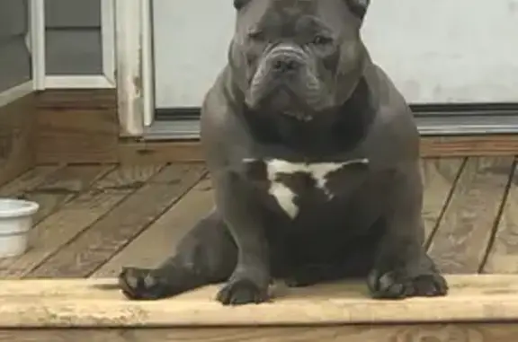 Lost Собака, Taylor, Michigan - Sliver with white spots - photo