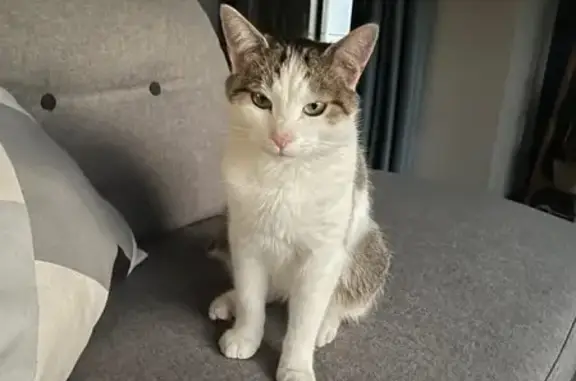 Animaux perdus , photo: Chat perdu blanc/tigré à Gunstett