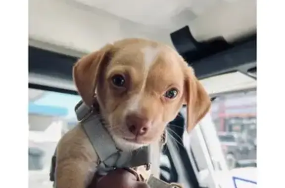 Lost собака, Southlark Street, 5953, Houston - tan and white coat, grey eyes - photo