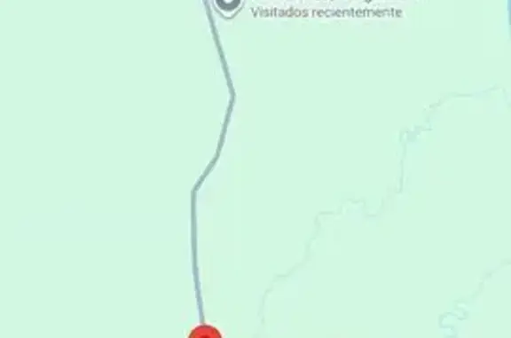 ¡Ayuda! Perra Joven Encontrada...