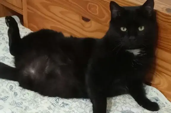 Chat perdu, Le Trait, photo: Chat perdu, tache blanche, 3 pattes, Le Trait