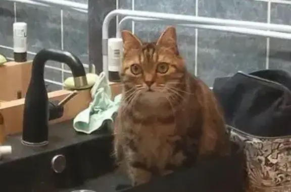 Chat dodu et sociable perdu à Metz - photo