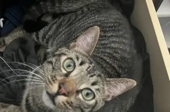 Missing cat Lake Elsinore, photo: Lost Кошка, Nectarine Way, Lake Elsinore - Male, quite small