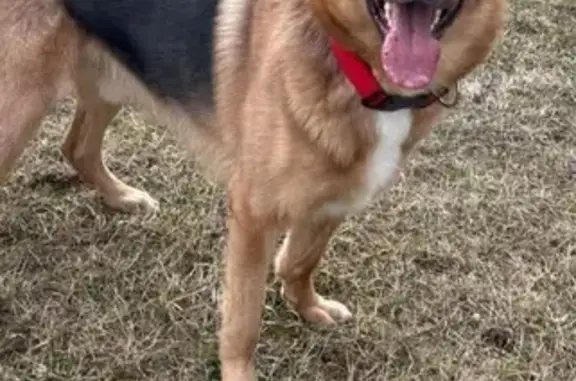 Пошук домашніх тварин в Україні, фото: Зникла собака Барі: допоможіть знайти!