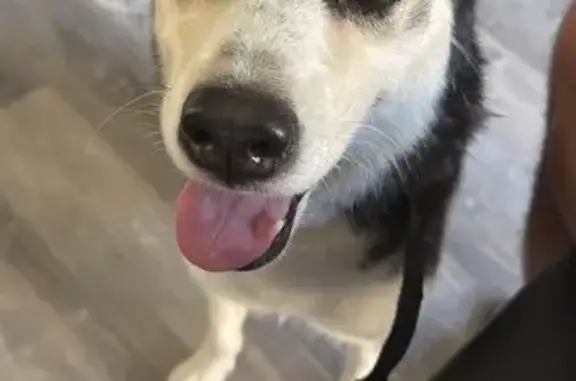 Found собака, North Scottsdale Road, 9, Tempe - traditional husky with blue eyes - photo